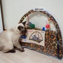 날아라벨라 | 벨라몰 택배후기 (2) 다이소 모빌텐트 &amp; 캣피싱 토이 편 (움짤 有재석)