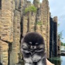 디디에퍼피 이미지