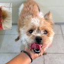 오천점기아오토큐 이미지