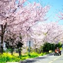 설천면100 | "3월 말 인생샷 명소" 1,170그루 왕벚나무 흩날리는 남해 설천면의 봄