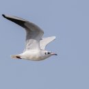 갈매기 이미지