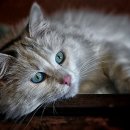 개청순한고양이 이미지