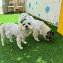 폴링인독 이미지