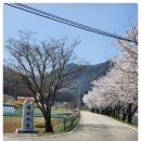 성대2리 | 24년 미원벚꽃길, 미원면 성대 2리 벚꽃길
