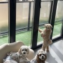 개나리 애견유치원 이미지