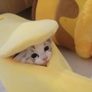 우리개 우리냥이 네이버블로그