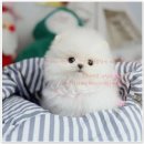 더펫 강아지분양 고양이분양 일산본점 | 더펫강아지분양고양이분양 일산본점에 대한 행복한 출발