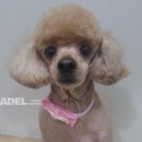 하늬동물병원 이미지