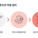 엘라비에