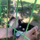 달려라 해피 이미지