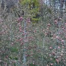 바람부리애플700 이미지