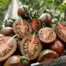 대저토마토산지유통센터 | 🍅 산지직송 대저 흑 대추 방울토마토