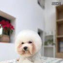 멍군애견 이미지
