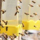 꿀벌 집단폐사 일파만파…수분 필요한 과수·채소 농가에도 후폭풍 이미지