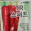 기형농장 | 품종소개,조생종,복합내병계, 대과종,고추가식묘 고추정식묘 주문예약 받습니다(공주초록농장 사곡육묘장)