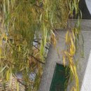 갑천우안도로 이미지