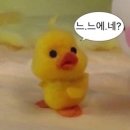 디엠씨 | 쏘이의 수영일지ㅣ네?오리발을 준비하라구요? - 디엠씨 엘리트맥스 구매 후기