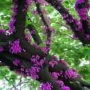 꽃소리BLOSSOM