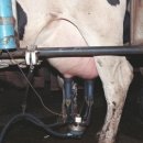 우유농장2 이미지