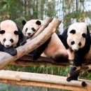 판다 이미지