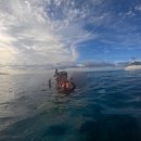 거북호텔 | 하와이 바다거북 스노쿨링 내돈내산 후기 | 오션스타 예약 고프로 대여 준비물 꿀팁