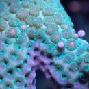 산호환경 이미지