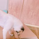 대박이집