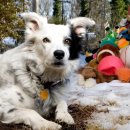 무지개다리 이미지