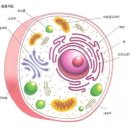 인체 고유의 &#39;양자(量子)에너지장&#39;들- 소립자, 분자 , 세포 차원 이미지