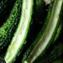 땅끝농장 이미지