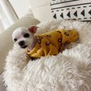 이쁘개 이동미용 이미지