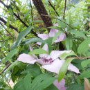 클레마티스 이미지