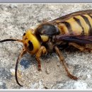 여왕벌민박 이미지