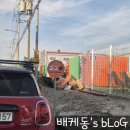 힙독 애견카페 | 광주 신상 애견카페 마이힙독
