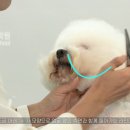 그루밍 시옷 네이버블로그