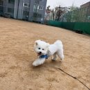 출근길 강아지 유치원 네이버블로그