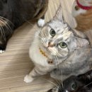 다락방고양이 이미지