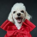 독스에이지(in a Dog's age) | 독스에이지 (파주 애견유치원)