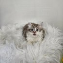 수원고양이분양 드림캣 안심분양센터 이미지