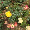 도야족발 화명점 | 경상도 장미 명소 5월 꽃구경 BEST 4