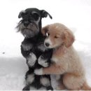 바람난강아지 이미지