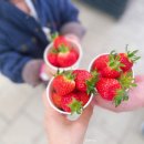 주자농장 | 용인체험농장 30개월 아이랑 동물 먹이주기 딸기체험 포레스트벨