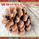 발랑낚시터 이미지