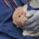 토린세스 이미지