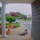 강아지집 미용실 이미지