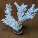 진주 정촌면 백악기 공룡ㆍ익룡발자국 화석산지 | [공부] 우리나라 공룡발자국 화석 지도, 공룡발자국화석 특징, 산호화석 특징