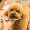 가정 펫 살롱 이미지