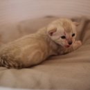 소유뱅갈캐터리 이미지