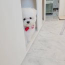 어스펫(US-pet) 이미지