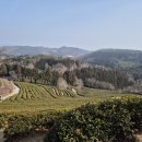 율포부분정비 | 보성 가볼만한곳 대한다원 녹차밭 위치 주차 가격 카페 후기 전라도 여행 코스